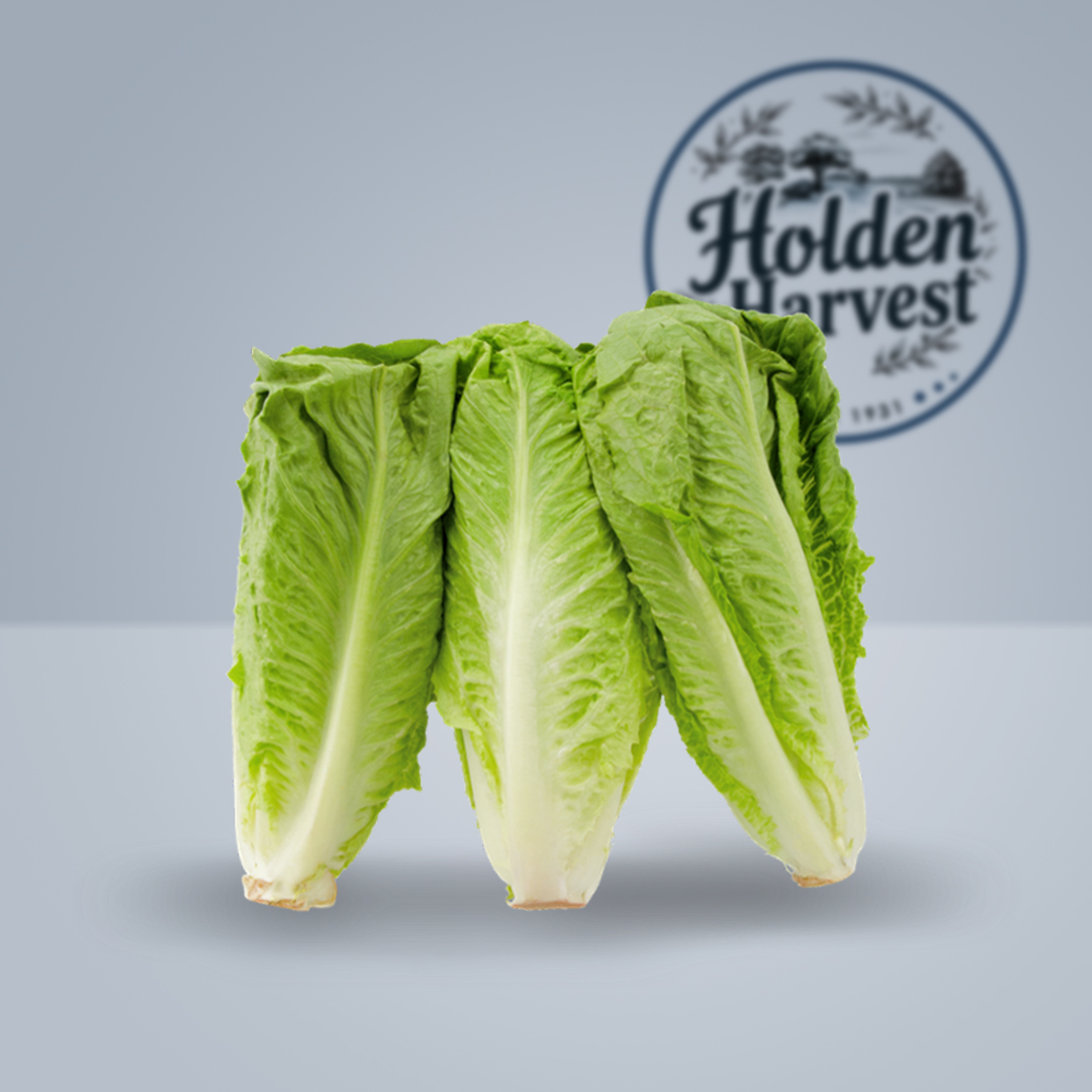 Romaine Lettuce2